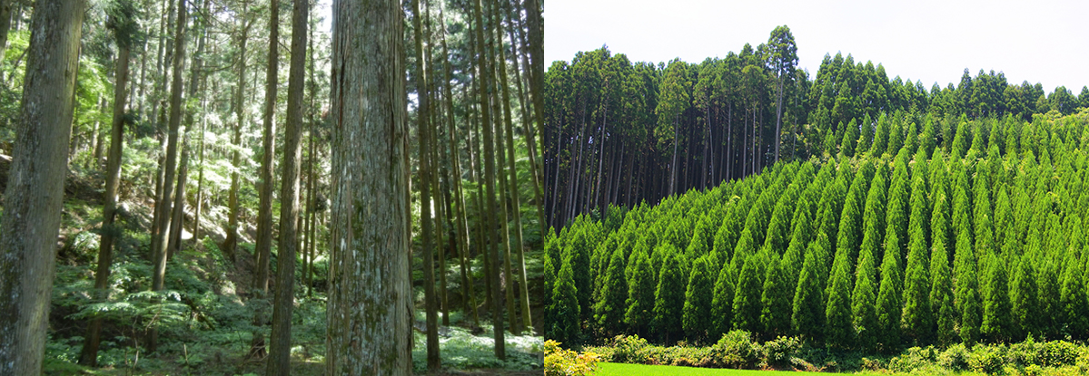 国産材のイメージ写真